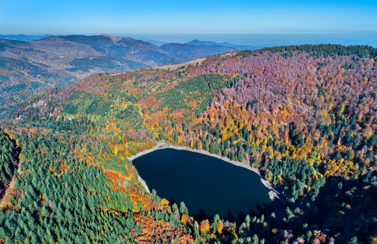 forêt Vosges