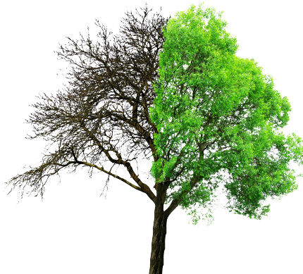 arbre forêt arbre forêt