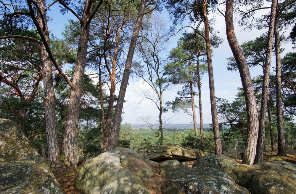 forêt forêt