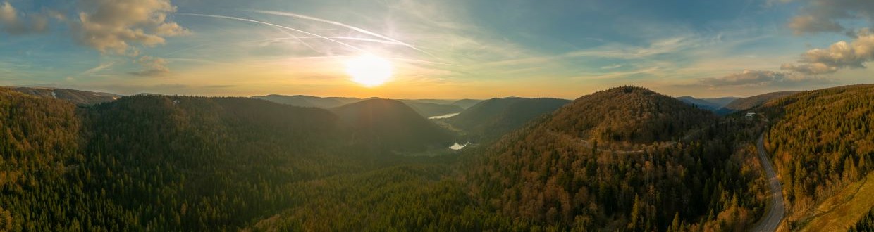 forêt Vosges 