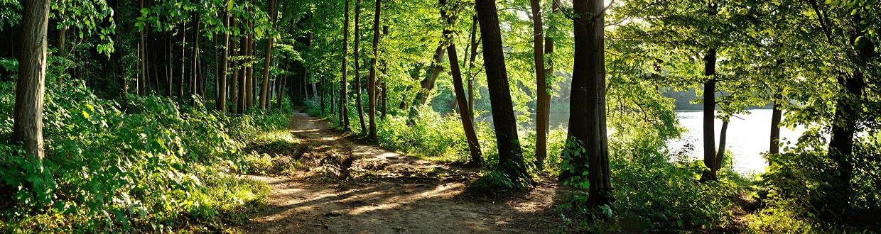 Forêt Forêt