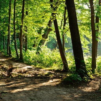 Forêt