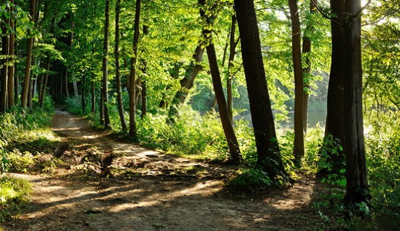 Forêt