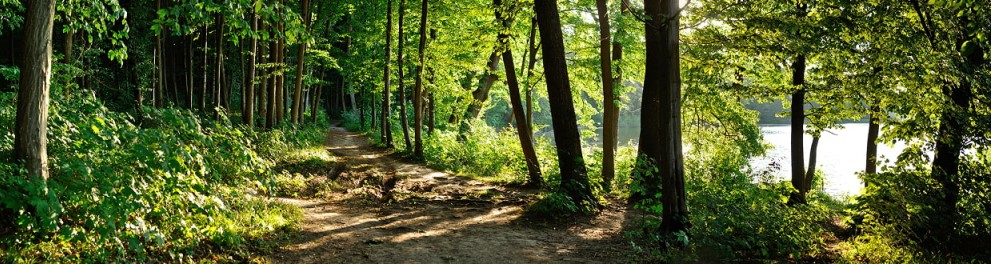 Forêt
